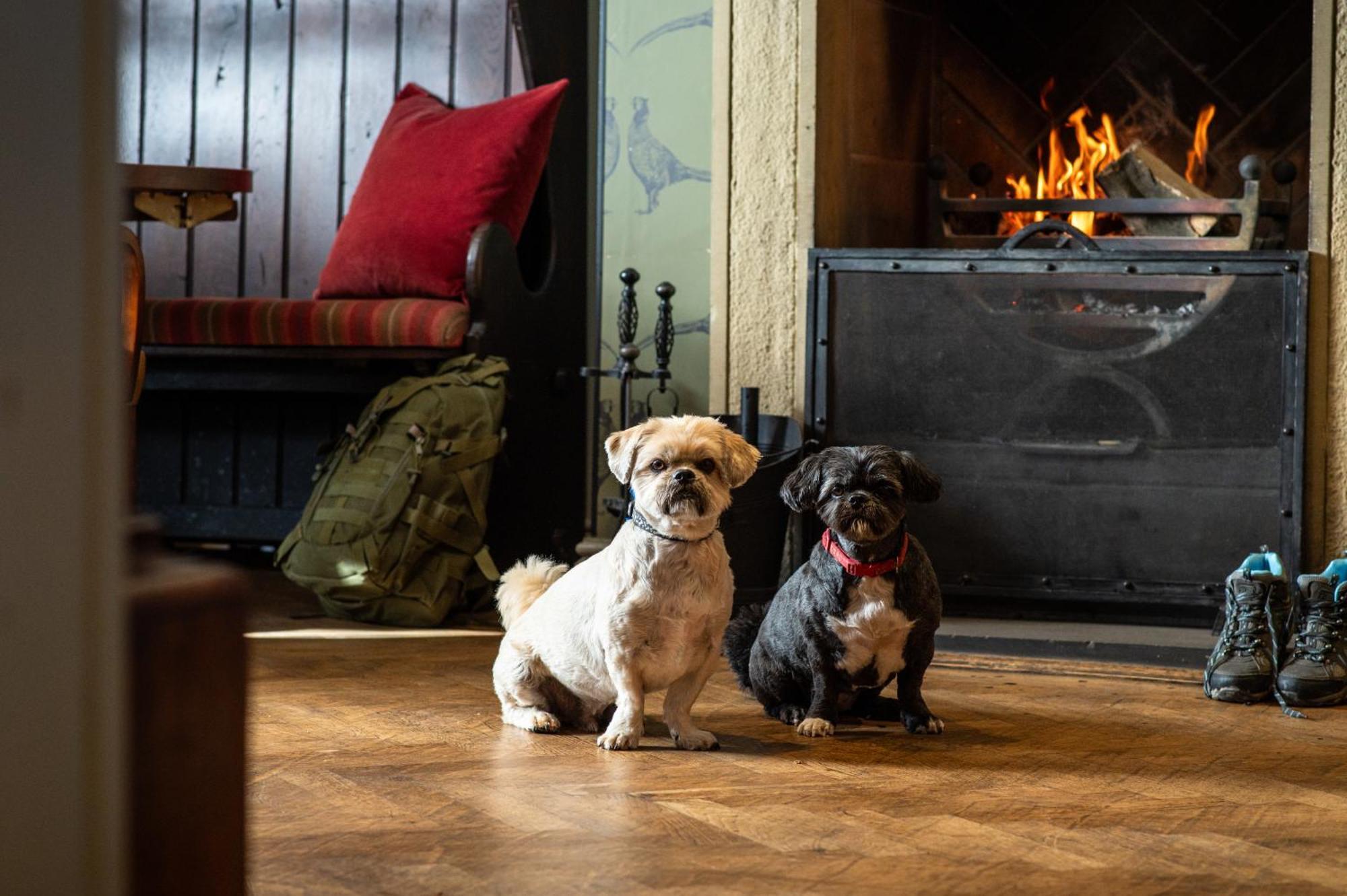The Millstone, Mellor Hotell Blackburn  Exteriör bild Dogs at the Inn